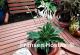 Freising Variegated